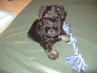 I am a Black and Silver mini puppy who has been put on this earth to torment my human parents!!