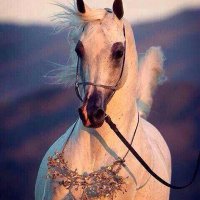 أُم الـــجــوهــرة (@algoohrah407) 's Twitter Profile