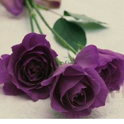 hoaya4's profile picture. 