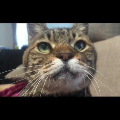 Toratarotech's profile picture. 海外駐在できなさそーな状況に転職するかを悩む猫。美味しいものと映画が好き。