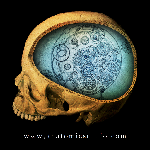 Anatomie Studio