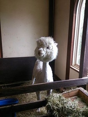☆働きたくない30歳…しかし働く
☆育休中ばんざい
☆原動力:高橋優/星野源/ポルノグラフィティ/BUMP OF CHICKEN/back number/まちがいさがし/CUE/バスケ/アニメ/漫画/酒/映画/DVD/ライブ/TB/GANGSTA./西尾維新物語シリーズ
☆理学療法士
