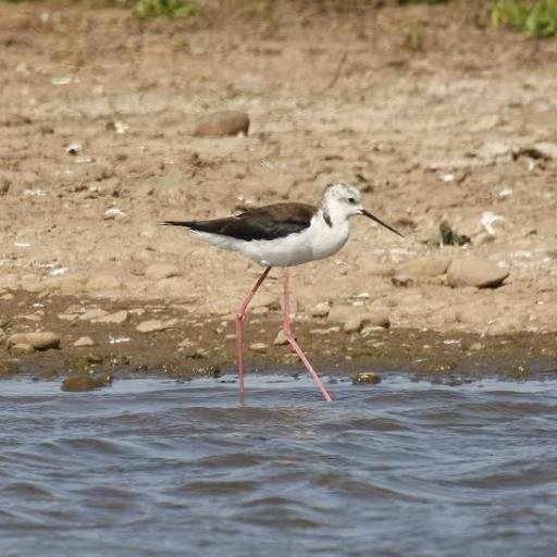 TameBirding's profile picture. 