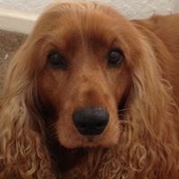 Annie (@anuttall98) 's Twitter Profile
