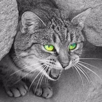 Cathtankerous's profile picture. 