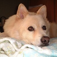 Reuenthal (@hirooxy) 's Twitter Profile