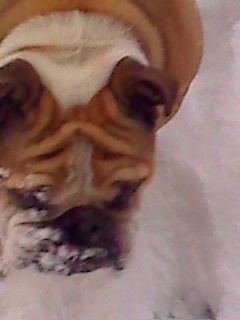 cookie_bean's profile picture. Rule #13: ambien tweeting is NEVER a good idea.