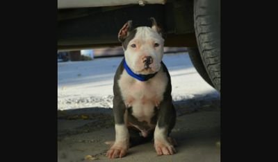 baddy_bitch's profile picture. I love pits so muchhhh
