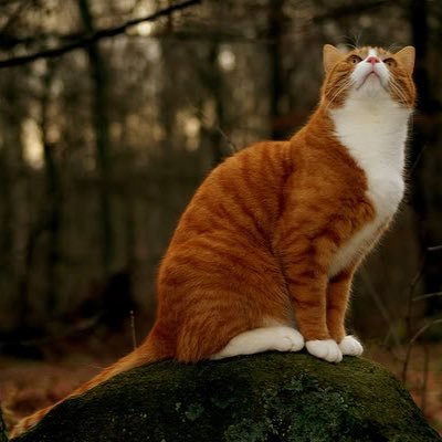 Calm she-cat who jokes quite a lot, has a fascination with the past. «I'm not saying that I like you but you're one of the people I don't wanna claw.»