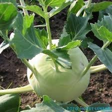 PConnery's profile picture. A hearty brassica