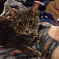 LittoBebe(@caturdaily4eva) 's Twitter Profile Photo