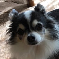 浜の小魔人 (@2016kuu) 's Twitter Profile