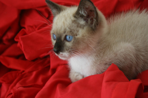 petmodel_pe's profile picture. Construção.