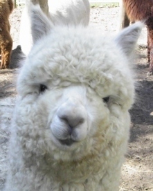 Northwoods Alpacas is a family run farm located in Western New York.