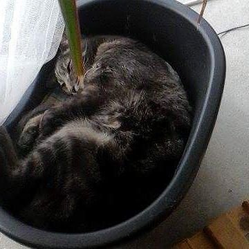 v_vandermeij's profile picture. 