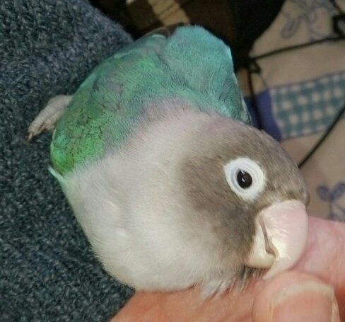 主にボタンインコとセキセイインコについて呟きます。