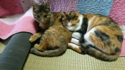 fujiwara196935's profile picture. 