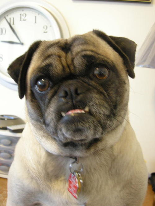 israelwriter's profile picture. Can do man here