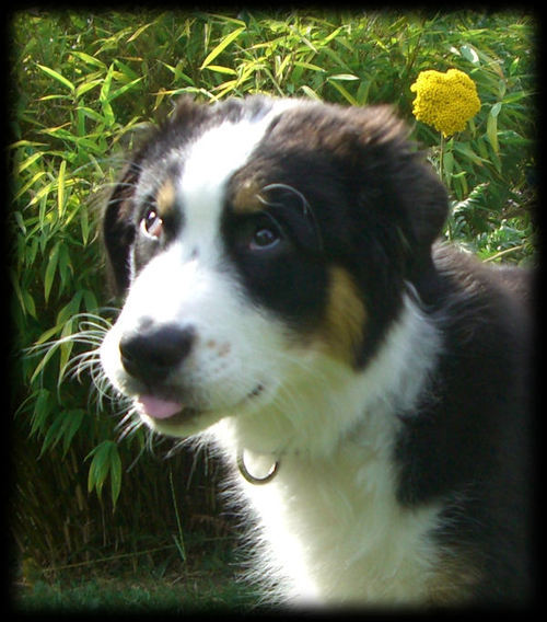 trickdogger's profile picture. Trickdogging, Agility und andere Sportarten mit einer Leidenschaft zum Australian Shepherd...