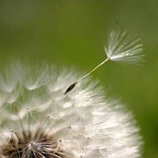 FDandelion's profile picture. 普通のからコスプレまで色々な衣装製作をしております！製作依頼はお気軽にお問い合わせくださいm(_ _)m よろしくお願いします！ #コスプレ #衣装製作