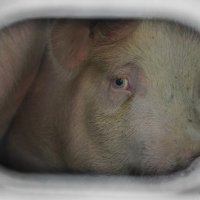 Manchesterpigsave (@mancpigsave) 's Twitter Profile