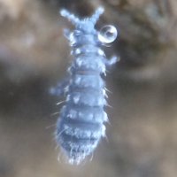 summer-blink (@midsummer_fires) 's Twitter Profile