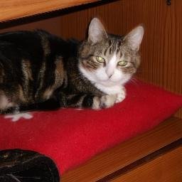 upis11's profile picture. 