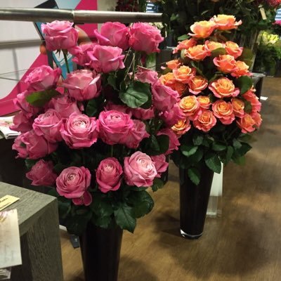Grower of the exclusive #all4Loveroses and #misspiggyroses