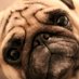 Shad0w (@shad0wpug) Twitter profile photo Shad0w (@shad0wpug) Twitter profile photo