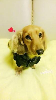 rina514sax's profile picture. 高中→市柏34期ブラバン→看護学生→看護師😇