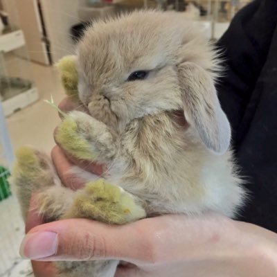 2015年11月17日生まれのホーランドロップ♀のトナです。犬3匹と子供(6歳と4歳)とパンダマウスがいてお家の中がちっちゃくて可愛い子達で溢れて毎日賑やか!新しくミニライオンラビットのベルがやって来ました🐰ウサギさんの友達がほしいのでよろしくお願いします😊