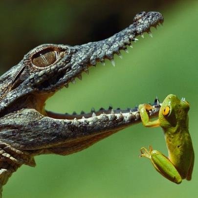 It's an irresistible gift for animal lovers! Absolutely incredible images of WILDLIFE.