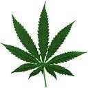 cannabismerchan's profile picture. Cannabis friendly merchant accounts.