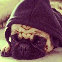 ROBERT (@robert_aoyan) 's Twitter Profile