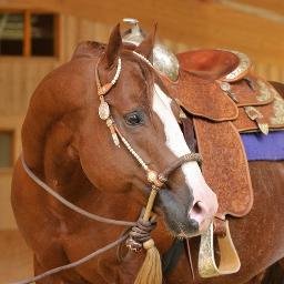 American Paint and Quarter Horses
Breeding and Training