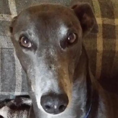 SportsmansDuck's profile picture. FHT hound who raced as SportsmansDuck, loved lazing around with Badger and his big and small hoomans. Missed terribly by his gang.