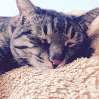 miz (@nekoconeco96) 's Twitter Profile