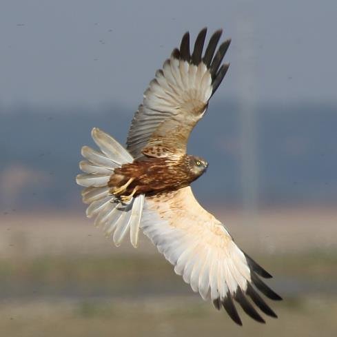 Northumberland birder since the late '60s. https://t.co/vSGZGygwTt the County, it's wild places and birds. # Near annual visitor to stunning Extremadura, Spain.