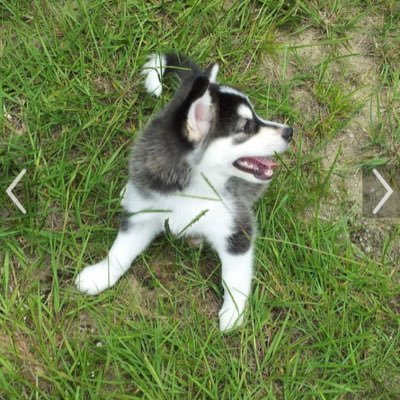 RickDombrowski's profile picture. 