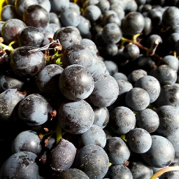 psuwinesci's profile picture. 