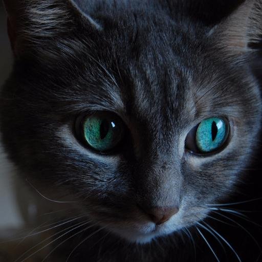 ladamadelcuervo's profile picture. Escribo cuando tengo algo que decir y cuando tengo que decir algo.