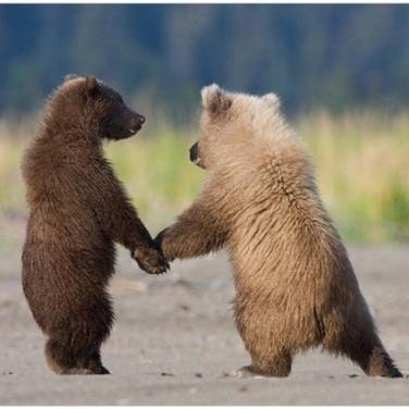 Animals just want to have FUN! Celebrate Animals with absolutely incredible and adorable photos. Animal Lovers will LOVE these sweet & adorable photos.