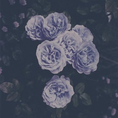 sdkppolls's profile picture. 