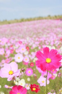 ayuphoto_'s profile picture. 写真／花／公園／茨城