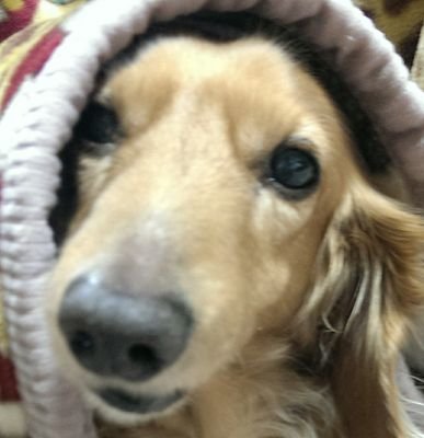 moyom0y0's profile picture. 我輩は犬である。