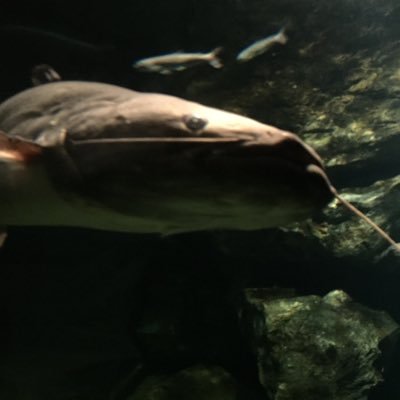 korede_katsuru's profile picture. 