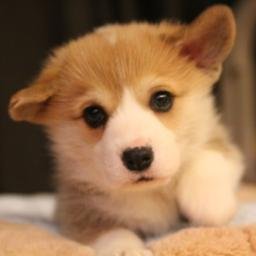 welshcorgi7's profile picture. 