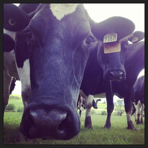 HowNowDownCow's profile picture. Dairy veterinarian. Coffee addict. Wannabe cheese maker. #labnerd. photoshopper over on Instagram