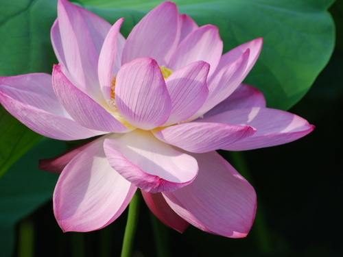 Hi. I have found the purpose of life and true happiness in Buddhism. I'd like to share the profound teachings of Buddha and Master Shinran.