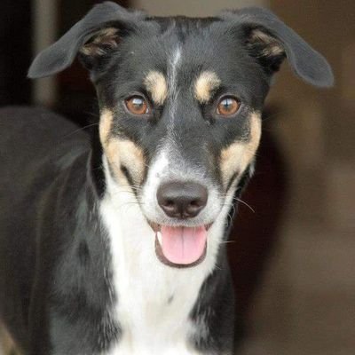 missingdogGenie's profile picture. Searching for Genie. She went missing on 29th Dec close to the Villa Complex near Dubailand. last seen 4th Jan in Al Barsha. We need eyes open to spot her.